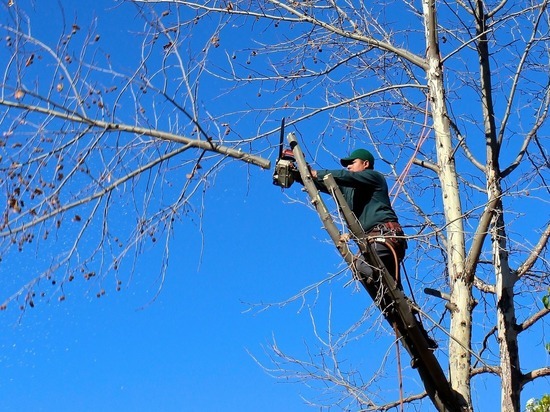 «Курс на озеленение»: в Заринске срубят и обрежут 412 деревьев