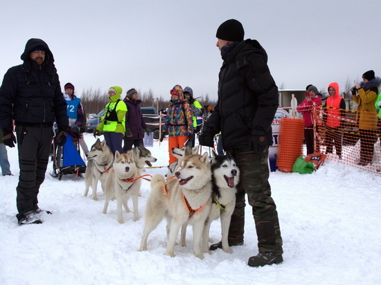 Чемпионат России по гонкам на собаках прошел в Нижегородской области