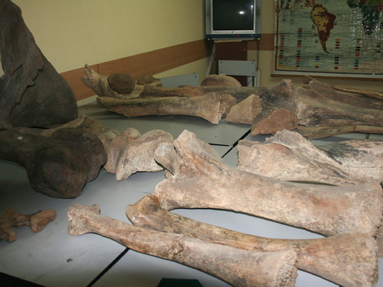 Скелет кузбасского мамонта восстановят спустя 12 лет после находки 
