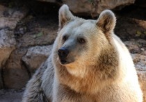На лабрадора неожиданно напал медведь, и хозяин решил защитить своего домашнего питомца