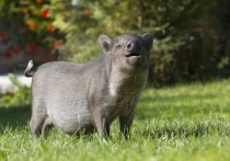 Виной всему — истребление животных в рамках борьбы с чумой свиней
