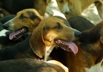 Притравка охотничьих собак на диких животных будет разрешена только в охотничьих угодьях и только способами, «не допускающими жестокого обращения с животными и причинения им физического вреда»