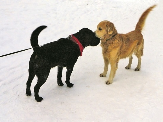16 февраля по восточному календарю начнется год Желтой земляной собаки