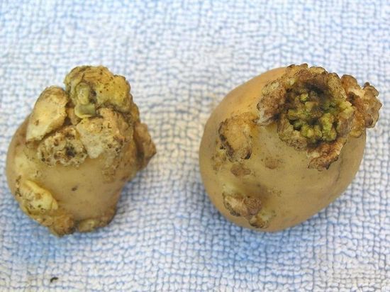 В тамбовской картошке обнаружили рак