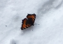 Неожиданное появление бабочки крапивницы в Щелковском районе области удивило экспертов