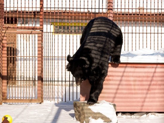 В зоопарке Барнаула медведи проснулись от спячки на Масленицу
