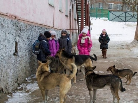 Иркутян терроризируют стаи прикормленных в городских дворах собак
