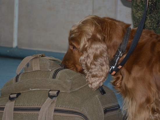 В аэропорту Оренбурга служебный спаниель нашел мешок с «насваем»