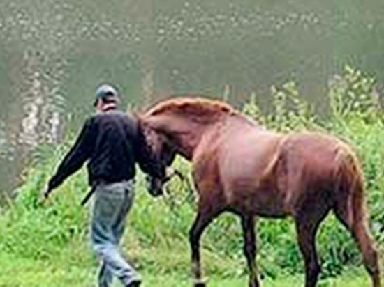 Конокрад в Мордовии получил срок за похищение трех лошадей
