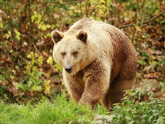 По Белгороду прогуливался медведь 