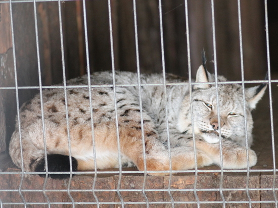 Теперь сотрудникам Центра реабилитации диких животных осталось подыскать для нее постоянное место жительства