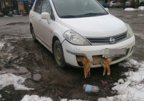 Житель Таганрога сбил собаку и несколько дней ездил по городу с застрявшим в бампере трупом животного