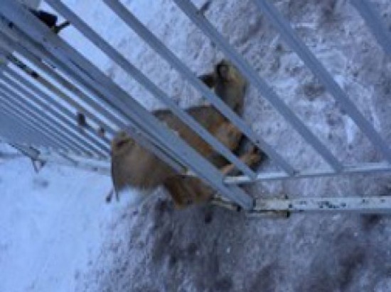 В Ульяновске спасатели вызволили косулю, застрявшую в заборе 