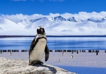 Колонию пингвинов Адели, насчитывающую около полутора миллионов особей, обнаружили на территории Антарктиды специалисты из университета штата Нью-Йорк в Стони Брук,  Океанографического института Вудс-Хола и ряда других научных организаций