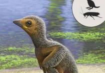 Группа палеонтологов под руководством Луиса Чиаппе из Национального исторического музея в Лос-Анджелесе изучила отпечатки тела и перьев новорожденного птенца одной из первых птиц, когда либо существовавших на Земле