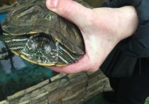 Защитить красноухих черепах от массового истребления весьма нестандартным способом намерены столичные зоозащитники