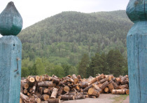 Глава РБ Рустэм Хамитов считает, что потенциал лесной отрасли Башкирии - около 100 млрд рублей в год, в то время как сегодня лесное хозяйство республики приносит около   
10-15 млрд рублей доходов