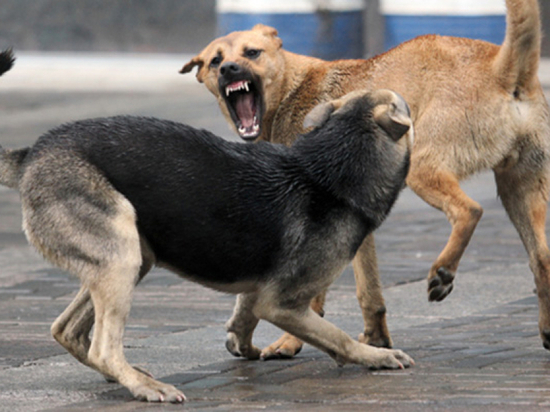 Бездомные собаки в Теньгушевском районе угрожают безопасности жителей