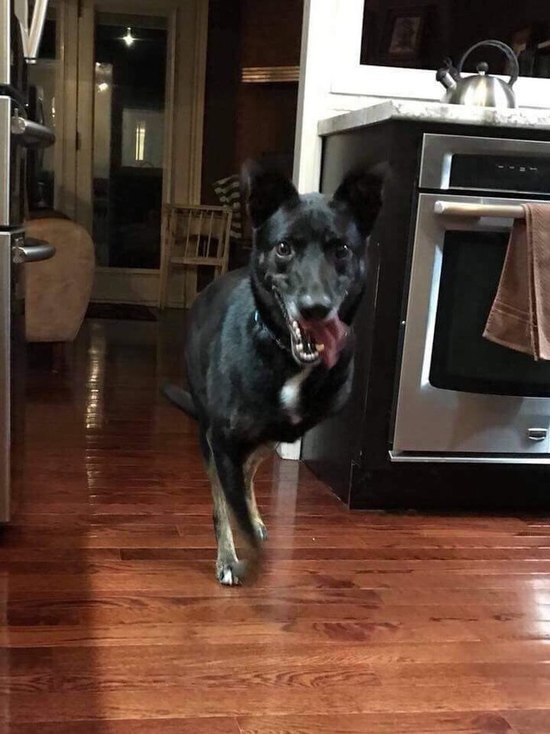 Безлапая собака Габи обрела новый дом в Канаде