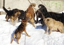 В страшной истории с нападением собак на людей в Истринском районе Подмосковья оказалось много парадоксов