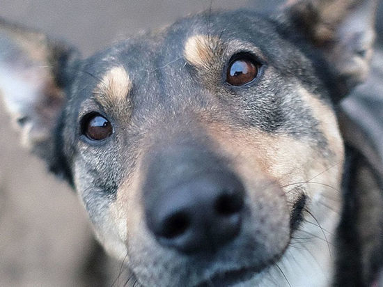 Водитель Nissan расстреливал бездомных собак в Новокузнецке 