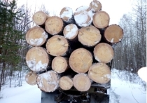 Пять миллиардов рублей – столько налоговых поступлений принесли Иркутской области легальные лесные рубки в прошлом году