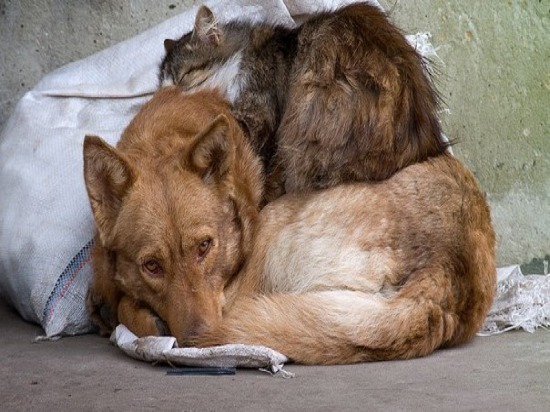 В Самарской области власти будут поддерживать приюты для бездомных животных 