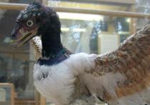Французские ученые, представляющие Европейский синхротронный центр в Гренобле, выяснили, что археоптериксы, считающиеся древнейшими птицами на Земле, могли летать примерно так же, как современные курицы