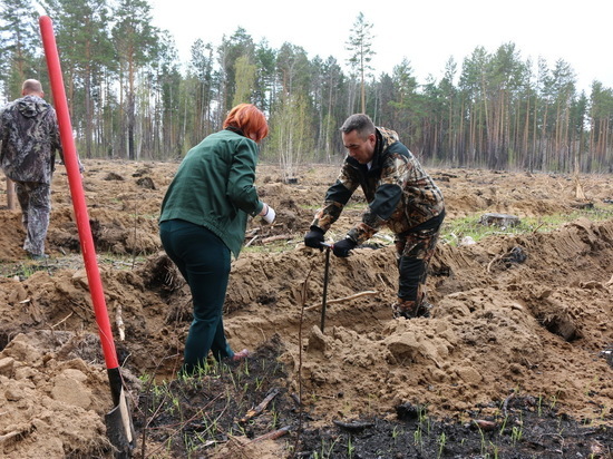 Томская область получает от сдачи земельных участков лесного фонда в концессию китайцам копейки