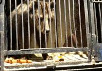 Найденные на окраинах Самары медведи сегодня находятся в безопасном и теплом месте, и уже вскоре у них может появиться новый хозяин. Если бы не помощь волонтеров и участие неравнодушных людей, все могло бы закончиться намного хуже. 
