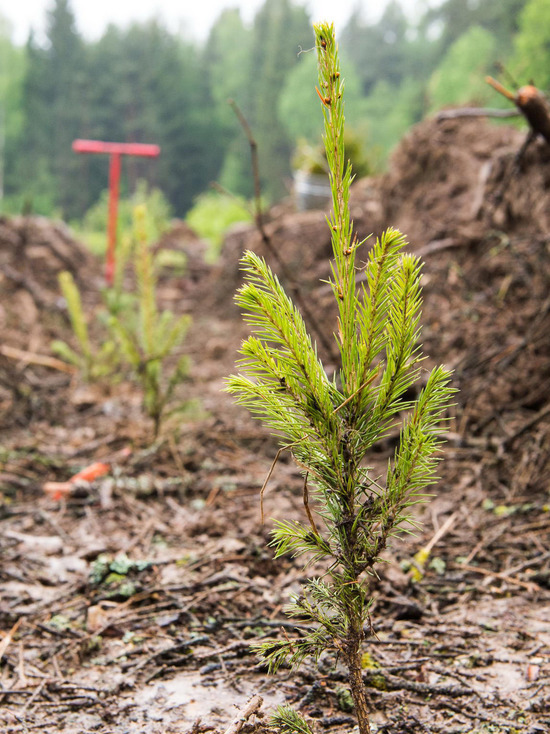 В Калужской области продолжают восстанавливать леса 