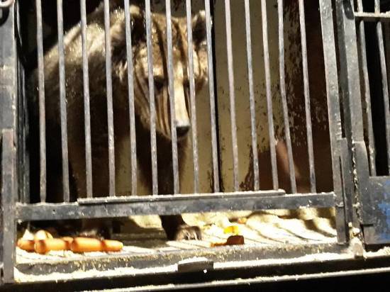 Три цирковых медведя готовятся переехать из Самары в Ялту