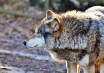 Ручную волчицу предлагали купить за 30 тысяч рублей