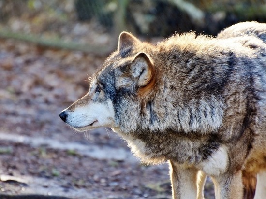 Ручную волчицу предлагали купить за 30 тысяч рублей