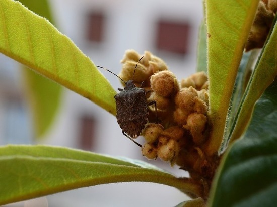 В Карелии разыскивают опасное насекомое, пахнущее жженной резиной
