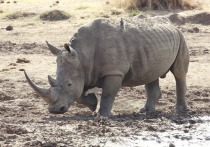 В кенийском заповеднике скончался северный белый носорог по кличке Судан — последний самец, являющийся представителем этого подвида