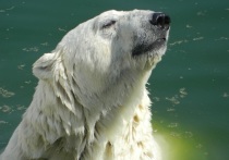 Специалисты из Дании и Канады, пришли к выводу, что стойкие органические загрязнители сказываются на прочности костей полярных медведей