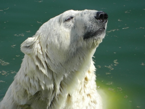 Загрязнение Арктики угрожает благополучию белых медведей