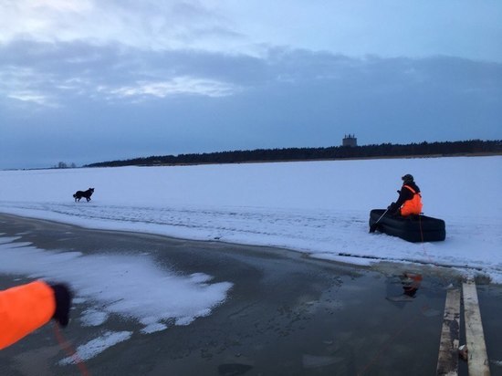 В Сосновом Бору собаку спасли с оторвавшейся льдины