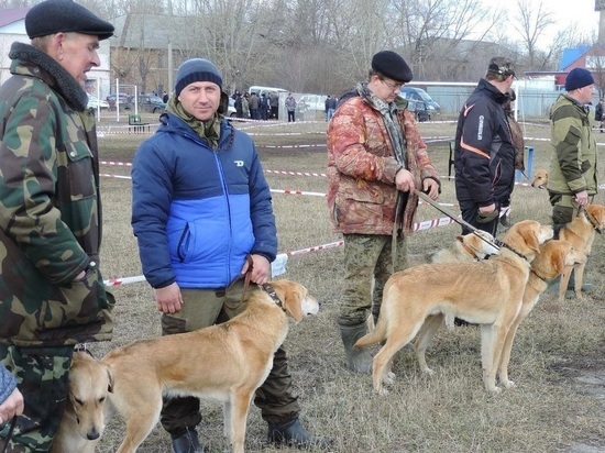 Лучшие охотничьи породы собак представят на межрегиональной  выставке в Жердевке