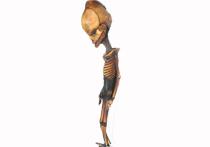 Группа исследователей из США и Мексики выяснила, что 15-сантиметровая мумия с недостающими ребрами и деформированным черепом, найденная 15 лет назад в пустыне Атакама, стала таковой из-за огромного множества мутаций в 60 генах