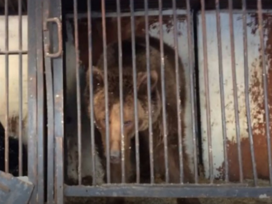  Брошенные медведи в Самаре скоро найдут новый дом