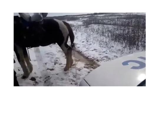 Застрявших сотрудников ДПС пыталась вытащить лошадь