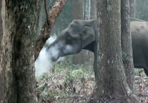 В индийском Национальном парке Нагархол  была замечена "курящая" слониха