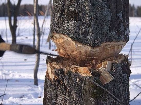 Экс-директор Илекского лесхоза осужден за незаконную вырубку леса