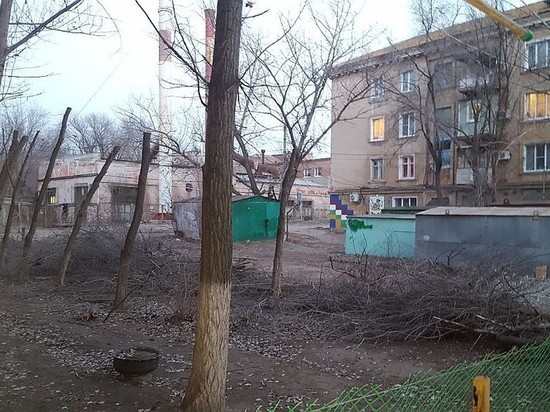 Астраханцы жалуются на опасные деревья во дворе