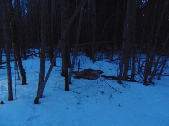 Браконьера, который в Тверской области застрелил зверя, поймали