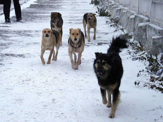 В Андреапольском районе Тверской области начинается отлов бездомных собак