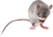 Южнокорейские биологи и инженеры вживили в мозг крыс импланты, при помощи которых можно было влиять на поведение животных и давать им определенные команды