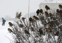 Пока на столичных газонах и в парках сходит снег, по утрам все слышнее птичьи трели